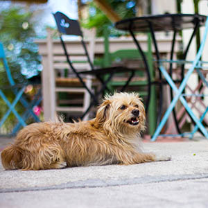 How to make your Cafe Dog Friendly