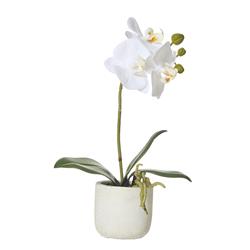 Buttlerfly Orchid Artifical Plant White 170mm