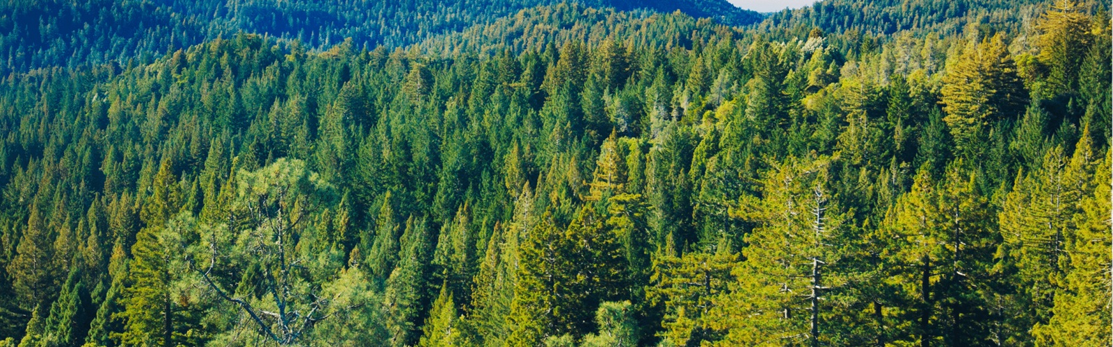 Why FSC-Certified Paper Matters in Single-Use Packaging