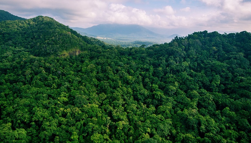 biopak plans for sustainable forests